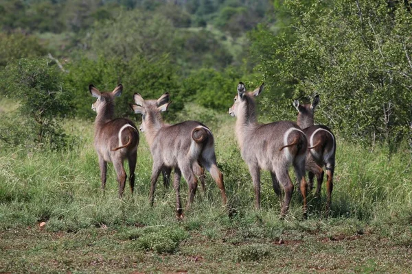 Waterbuck Большой Антилопы Животного Фауна Природы — стоковое фото