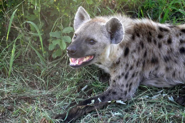 Hyène Nature Sauvage — Photo
