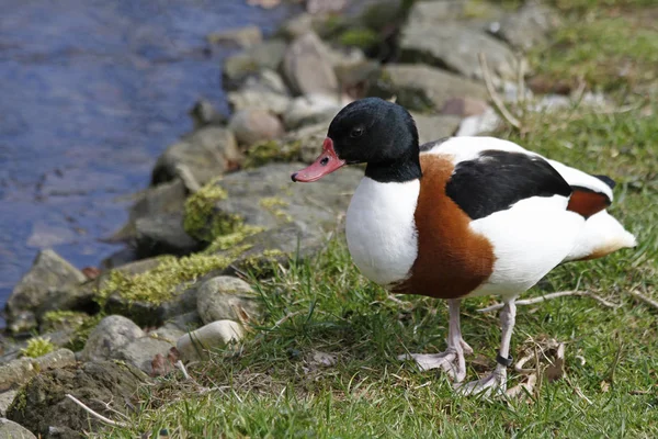 Scenic View Beautiful Shelduck Nature — Stock Photo, Image