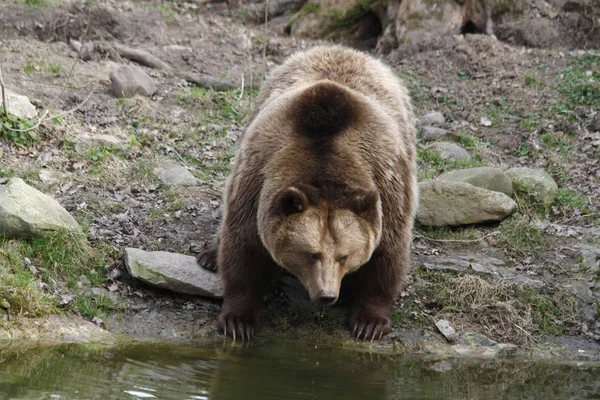 Brązowy Niedźwiedź Zwierzę Grizzly — Zdjęcie stockowe