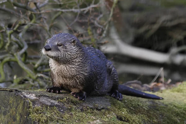 Otter Aquatic Animal Nature Fauna — Stock Photo, Image