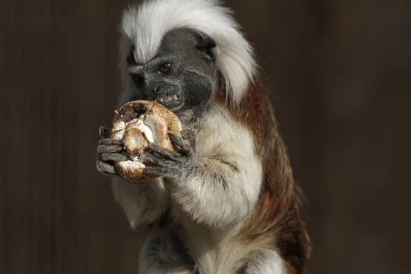 Apen Primaat Dier Wilde Dieren — Stockfoto