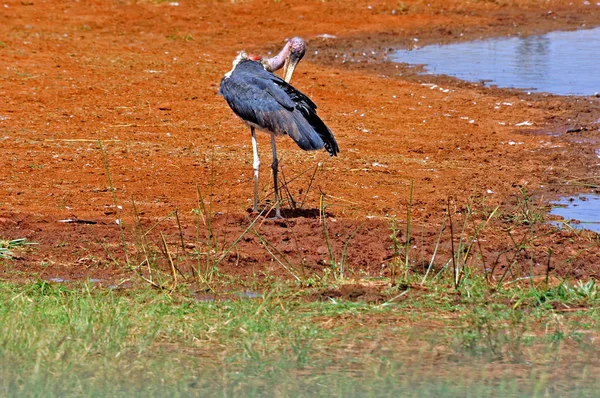 Thème Oiseau Tir Extérieur — Photo