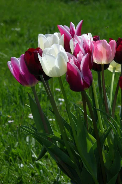 Blossoms Spring Tulips Flowers — Stock Photo, Image