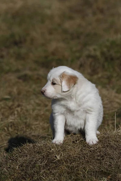 Border Collie Welpen Hund — Stockfoto