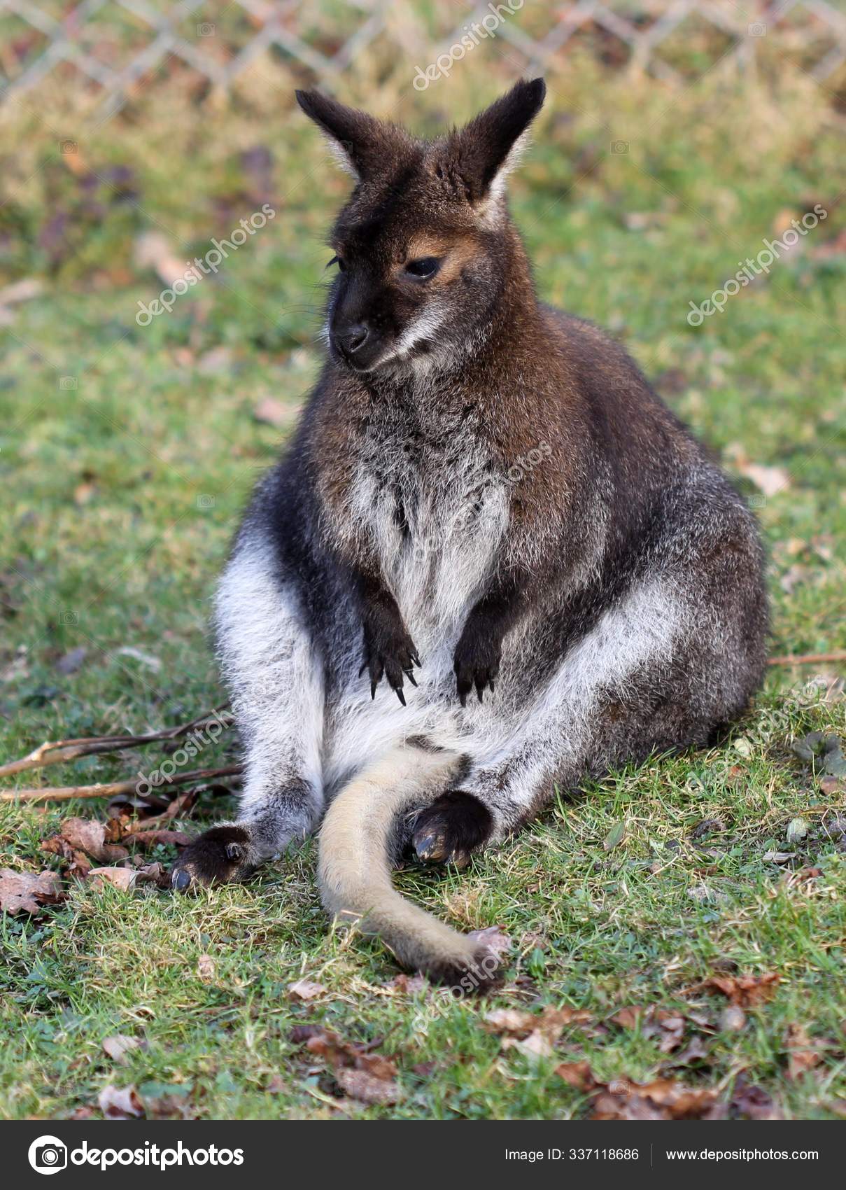 小袋鼠在鹿群中休息——图库图片© PantherMediaSeller #337118686, image size:1209x1700