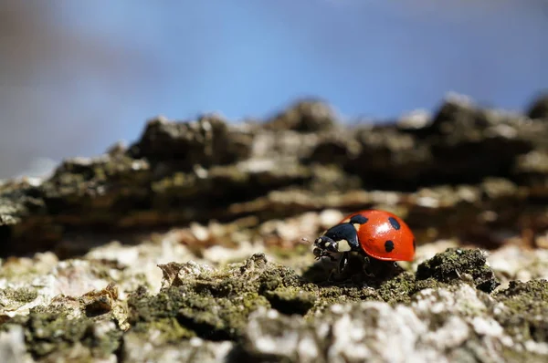 Bevy Inteiro Dos Ladybugs Estava Vidoeiro Birzberg Neste Dia Ensolarado — Fotografia de Stock