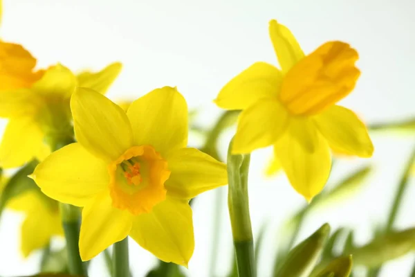 Bahar Çiçeği Güzel Narcissus — Stok fotoğraf