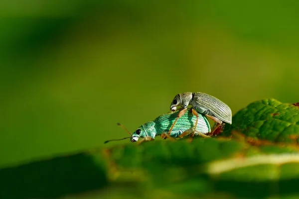 Weevil Paring Een Blad Polydrusus — Stockfoto