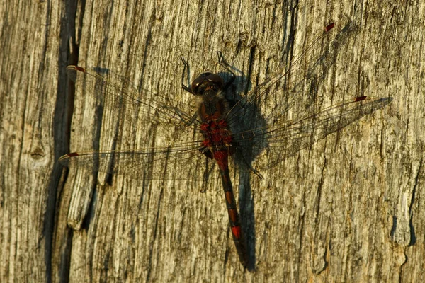 Vážný Hmyz Flóra Fauna — Stock fotografie