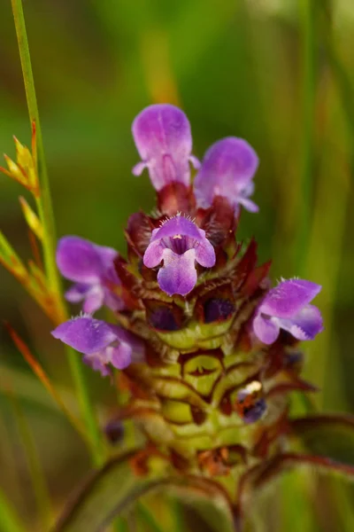 Acentuador Prunella Vulgaris Passeio Venn Emsdettener — Fotografia de Stock