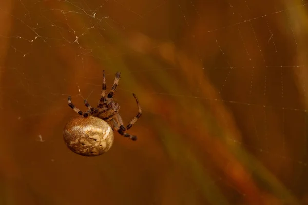 Четырехпятнистый Паук Araneus Quadratus Паутинной Паутине Высокоболотной Зоне Emsdetti Vvi — стоковое фото