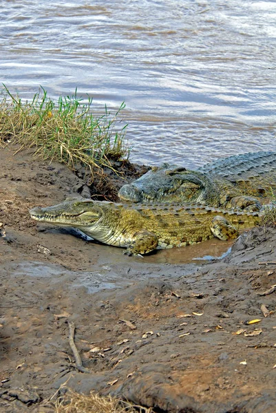 Két Krokodil Folyón — Stock Fotó