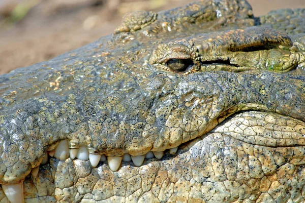 Coccodrillo Alligatore Animale Carnivoro — Foto Stock
