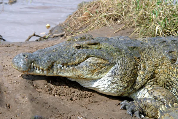 Krokodil Auf Dem Fluss — Stockfoto