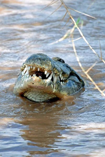 Caiman River — стоковое фото