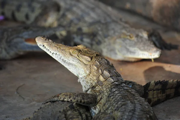 Crocodilo Jacaré Carnívoro Animal — Fotografia de Stock