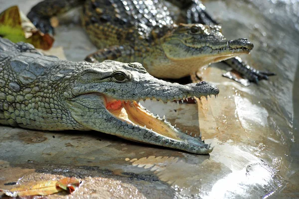 Krokodilalligator Raubtier — Stockfoto