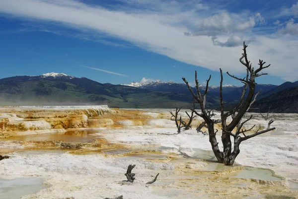 Torra Träd Yellowstone National Park Wyoming — Stockfoto