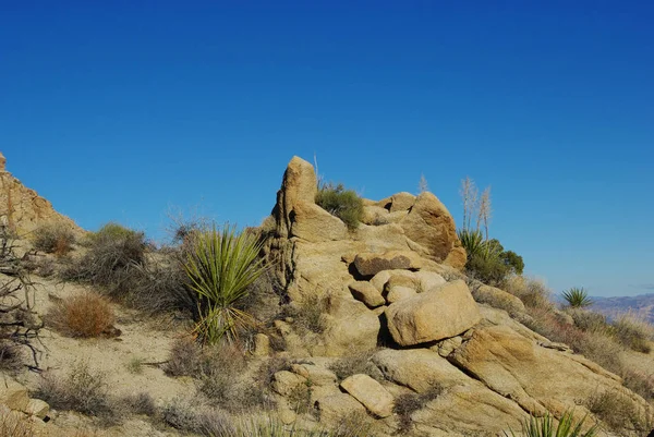Yucca Και Βράχια Θέα Nevada — Φωτογραφία Αρχείου