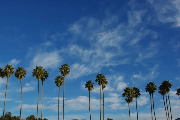 Φοίνικες Ψηλά Έναν Όμορφο Ουρανό Σάντα Μπάρμπαρα Καλιφόρνια — Φωτογραφία Αρχείου