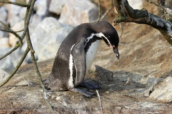 Pingüino Humboldt Parque Animal Sababurg — Foto de Stock
