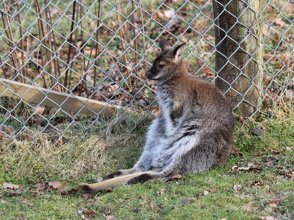 Descansando Bennett Canguru Jardim Zoológico Sababurg — Fotografia de Stock