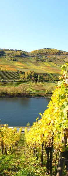 Kleur Spelen Wijngaarden Van Haspel Bij Mosel — Stockfoto