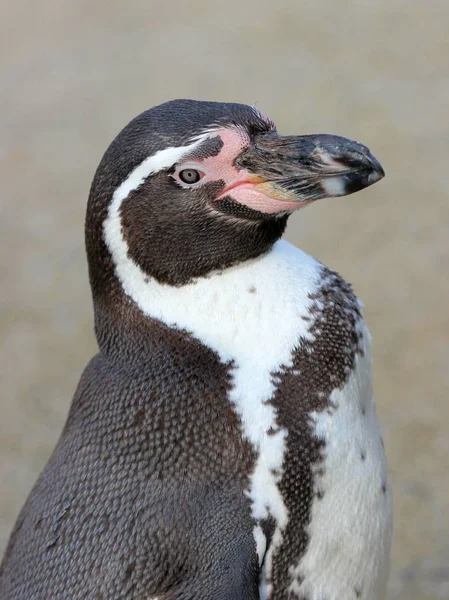 Humboldt企鹅在Tierpark Sababurg — 图库照片