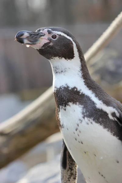 Humboldt Пингвин Зоопарк Sababurg — стоковое фото