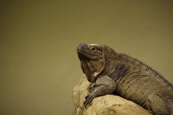 Lizard Animal Iguana Reptile — Stock Photo, Image