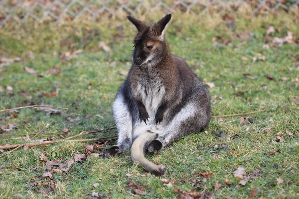 Resting Bennett Kangaroo Sababurg Zoo — Stock Photo, Image