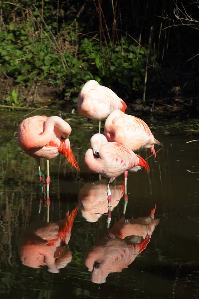 Scenic View Majestic Flamingos Nature — Stock Photo, Image