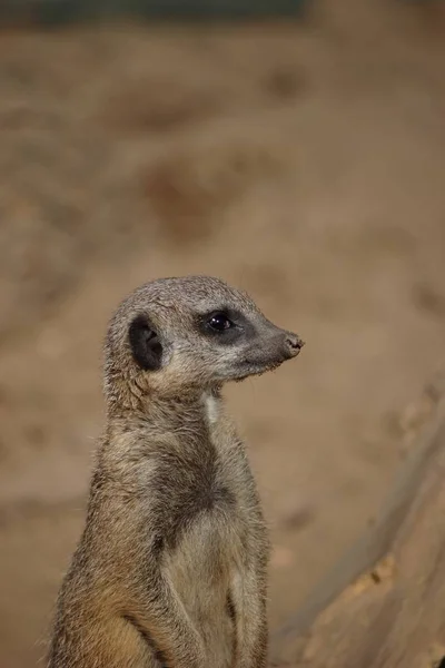 Meerkat Animal Suricatta — 스톡 사진