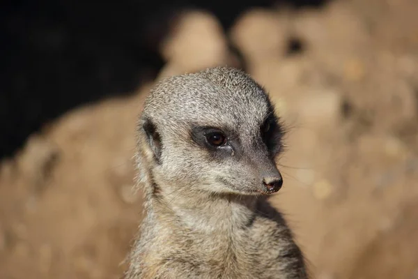 Vida Selvagem Meerkat Suricata Suricatta — Fotografia de Stock