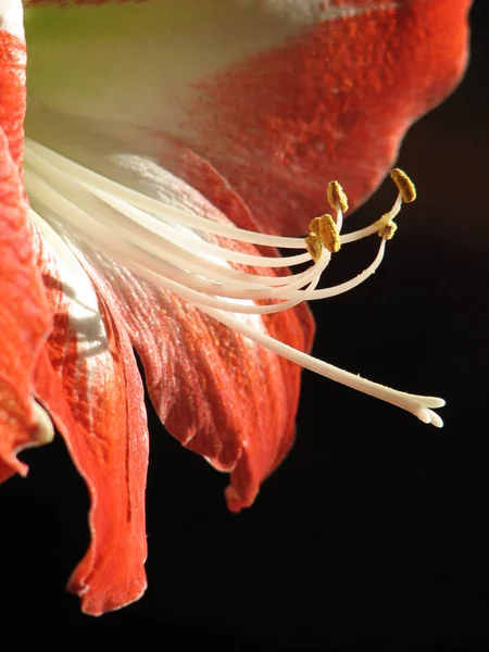 Amaryllis Çiçek Yaprakları Flora — Stok fotoğraf