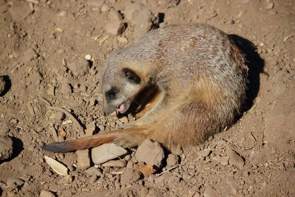 Meerkatは自然界に生息する動物を — ストック写真