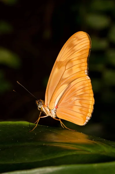 Vista Primer Plano Hermosa Mariposa Colorida —  Fotos de Stock