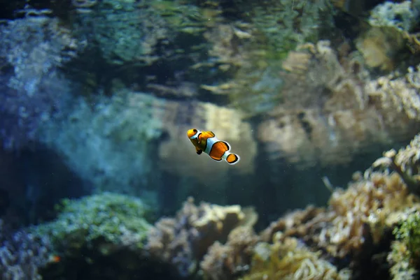 Clownfish Récif Sous Marin Avec Des Poissons — Photo
