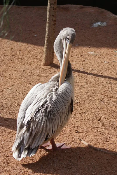 Doğadaki Güzel Pelikan Manzarası — Stok fotoğraf