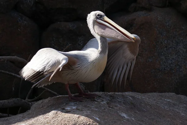Rosa Backed Pelican Pelecanus Taggsvamp — Stockfoto