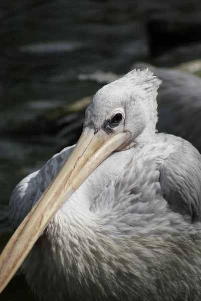 Bild Eines Rosafarbenen Pelikans Pelecanus Rufescens — Stockfoto