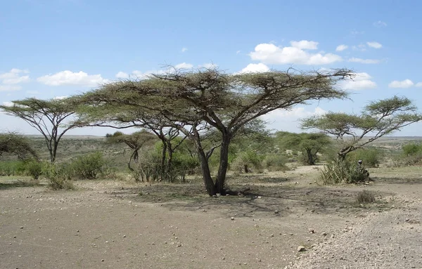 Paraplu Groep Acaciabomen Tanzania Afrika Een Zonnige Ambiance — Stockfoto