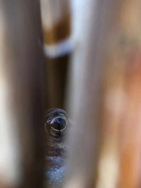 Kikker Verstopt Het Riet — Stockfoto