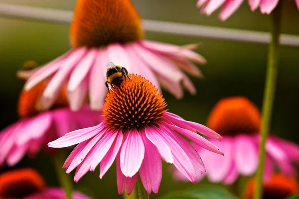 Vista Close Belo Inseto Bumblebee — Fotografia de Stock