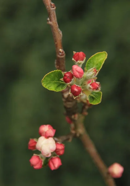 Manzana Ornamental Flor Primavera — Foto de Stock