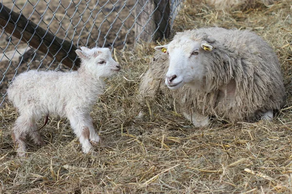 Moutons Écumés Avec Agneau Nouveau — Photo