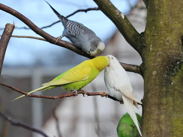 Balzendes Coppia Budgie Con Osservatori — Foto Stock