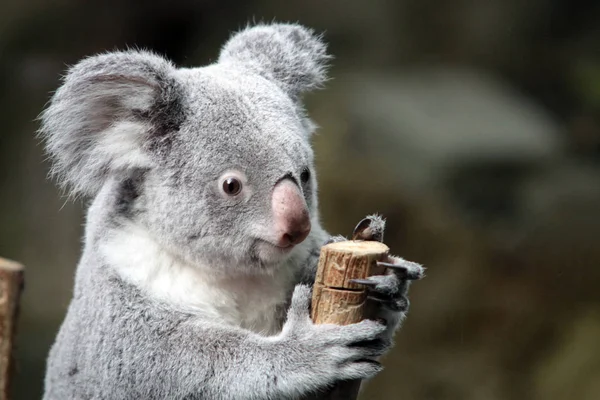 Niedźwiedź Koala Zwierzę Dzikie — Zdjęcie stockowe