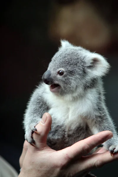 Koala Beer Wild Dier — Stockfoto